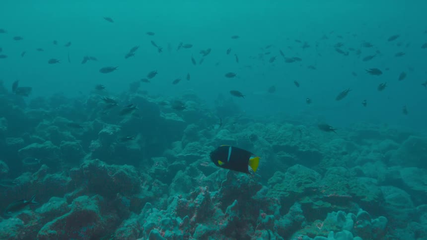 Fish swimming under water