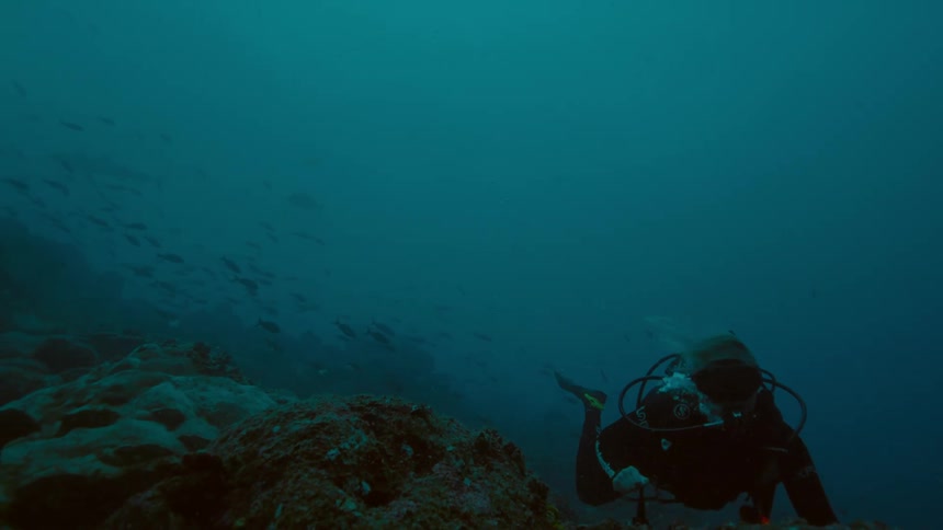 A diver swims near the coral on the sea floor during the day
