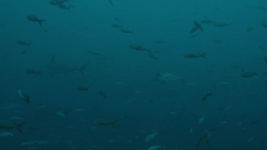 Silhouette of sharks swimming in the distance on the murky ocean waters