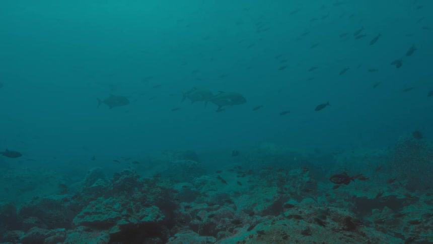 Fish swimming around in the ocean