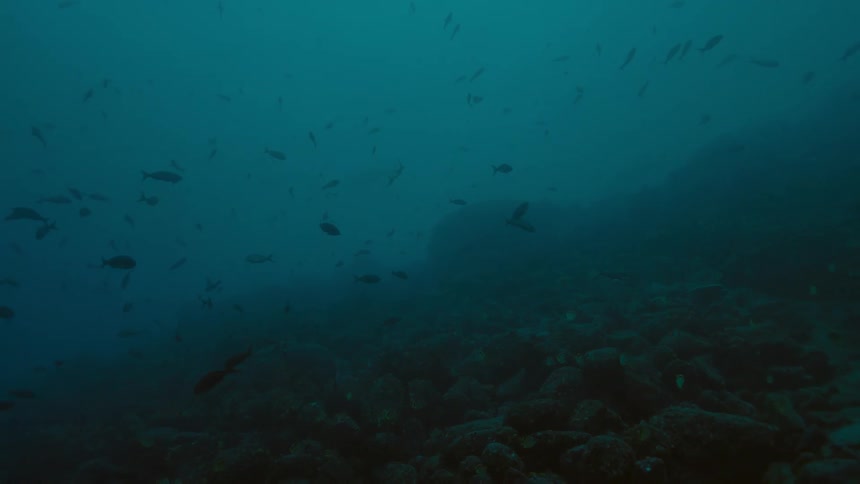 A school of small fish swims through murky dark blue water