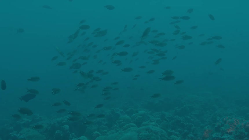 Fish swimming under water in the ocean