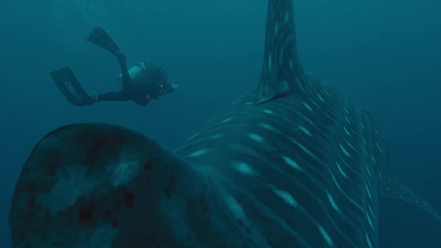 A diver swims under water next to a whale