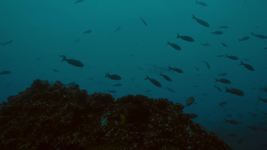 Hammer head shark swimming among fishes over a coral reef on the murky blue ocean waters