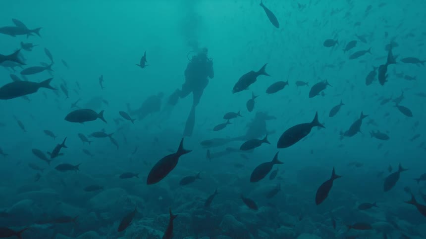Three divers swim underwater with school of fish