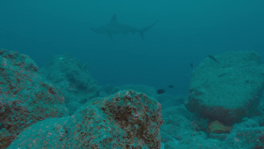 A shark is swimming at the bottom of the ocean