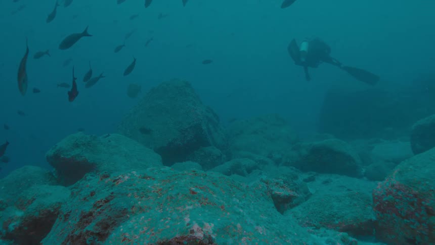 A person with scuba gear swimming underwater with fishes