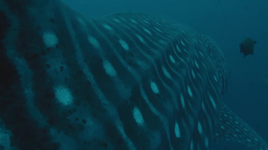 Close up of a shark swimming among fishes on the blue ocean waters