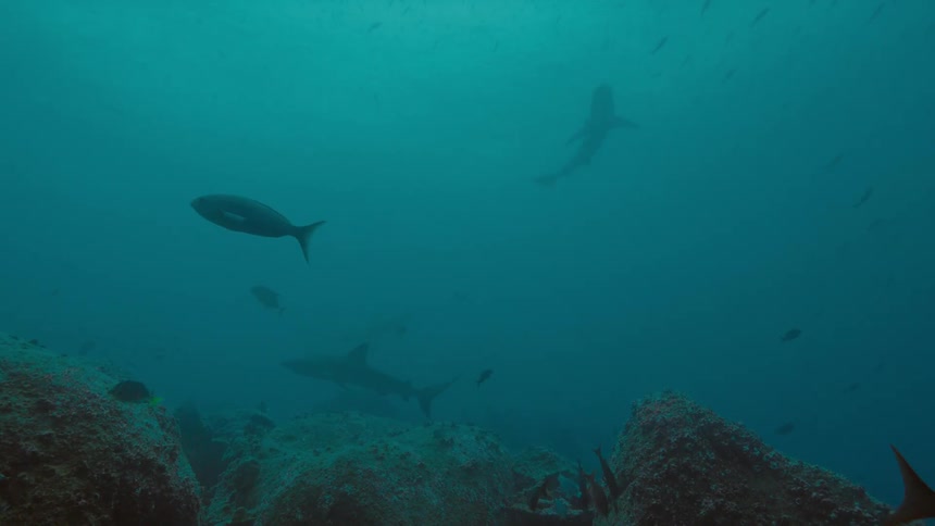Sharks and fishes swimming underwater in the ocean