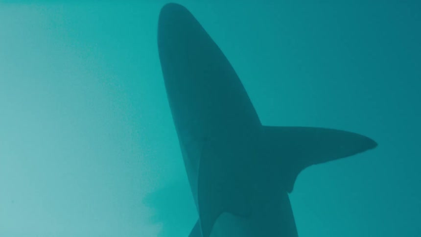 A shark glides smoothly through the water beneath the ocean surface