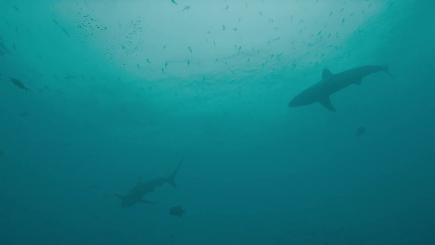 Sharks swim through murky turquoise blue water skirting brightness shining from surface