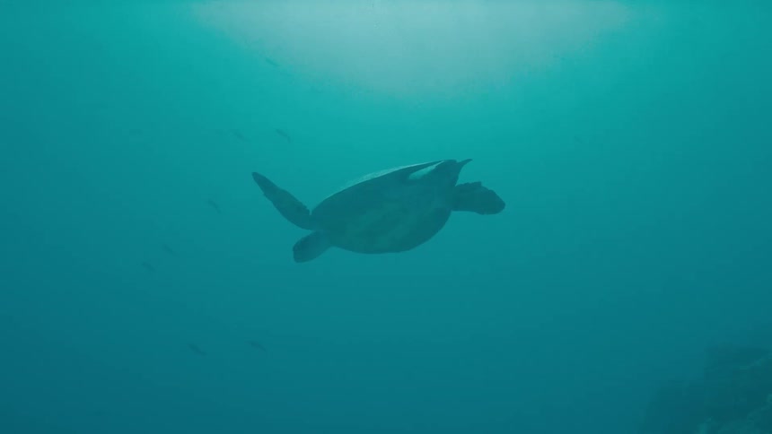 A sea turtle swimming underwater in the ocean