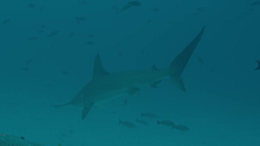 Shark and fish swim near the coral at the bottom of the ocean