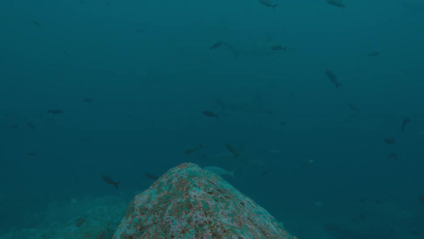 Fish swim around the coral near the bottom of the ocean