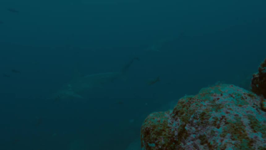Fish can be seen swimming in the distance underwater