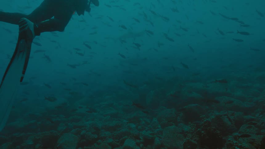 A diver watches a large group of fish swim near the rocky sea floor during the day