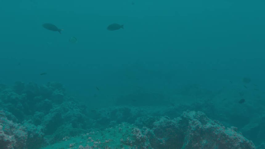 Fishes swimming over a coral reef on the murky blue ocean waters