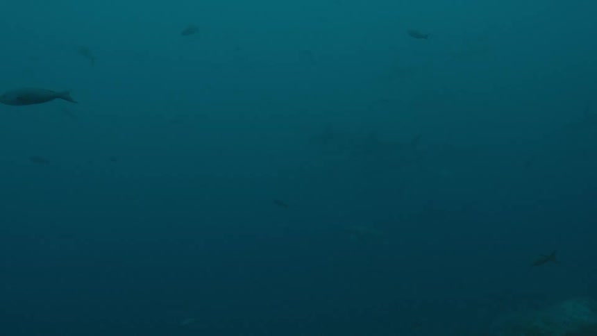 Fishes swimming on the murky blue ocean waters