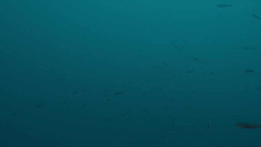 Fish swim through murky blue ocean water