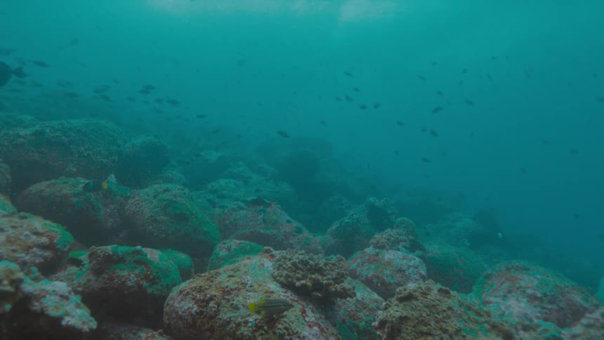 Fishes swimming over a coral reef on the murky blue ocean waters