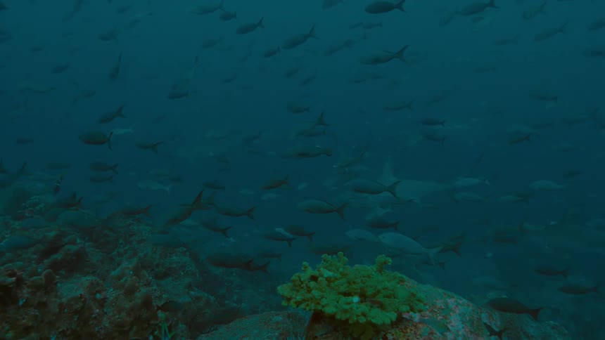 A countless number of fish swim close to the ocean floor