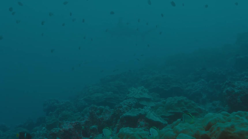 Schools of fish swim underwater