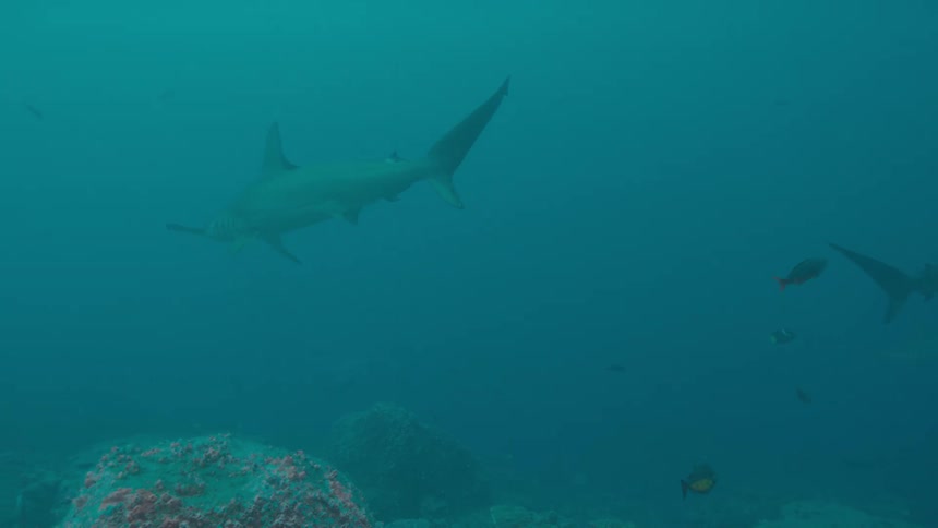 Sharks and fishes swimming underwater in the ocean