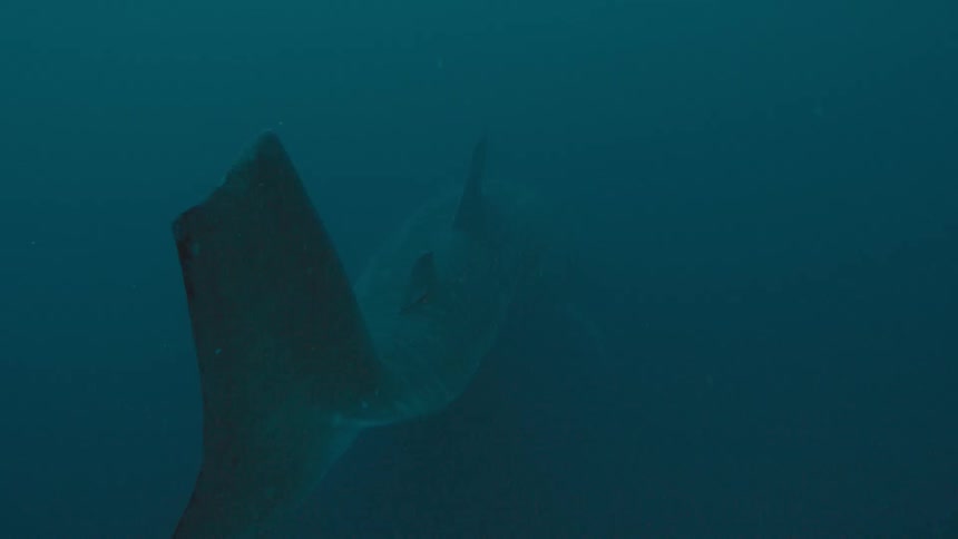 Ocean animal slowly moves large tail fin as it swims through murky water