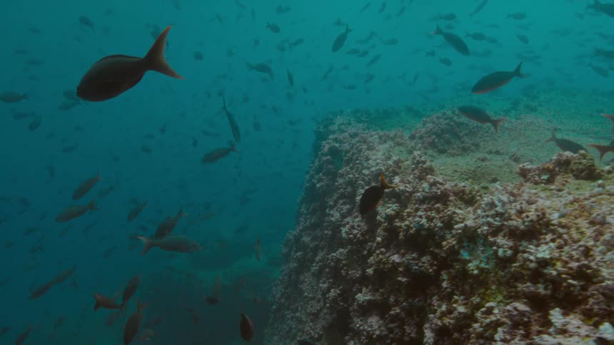 The water is full of swimming fish