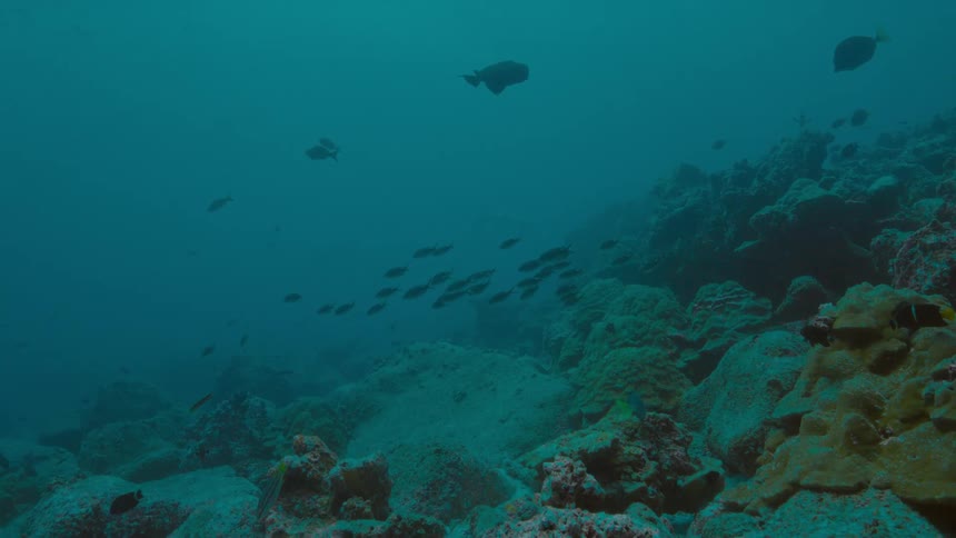 A school of fish swim near a manta ray that goes into the coral reef