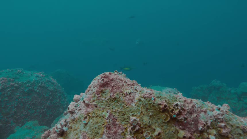 Coral reef at the bottom of the ocean water is displayed