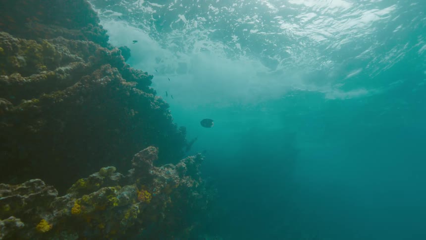 A fish swims close to the rocks