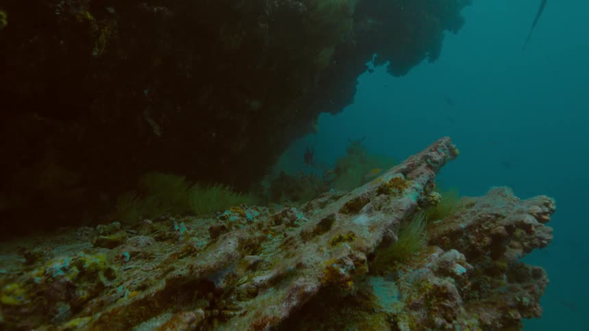 Camera follows a shark from a distance around a coral reef