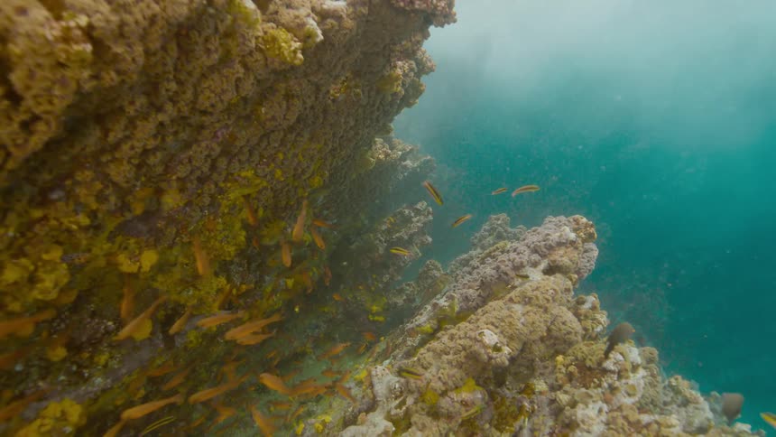 Under water footage of fish swimming in the ocean