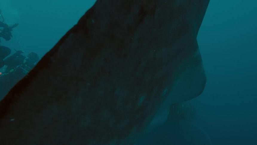 A scuba diver is under water next to a whale