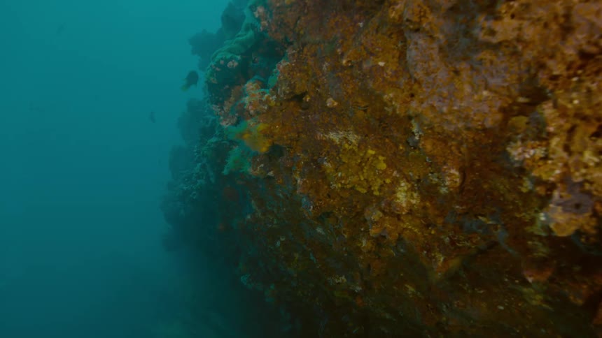 Underwater wall of coral reef on the bottom of the ocean