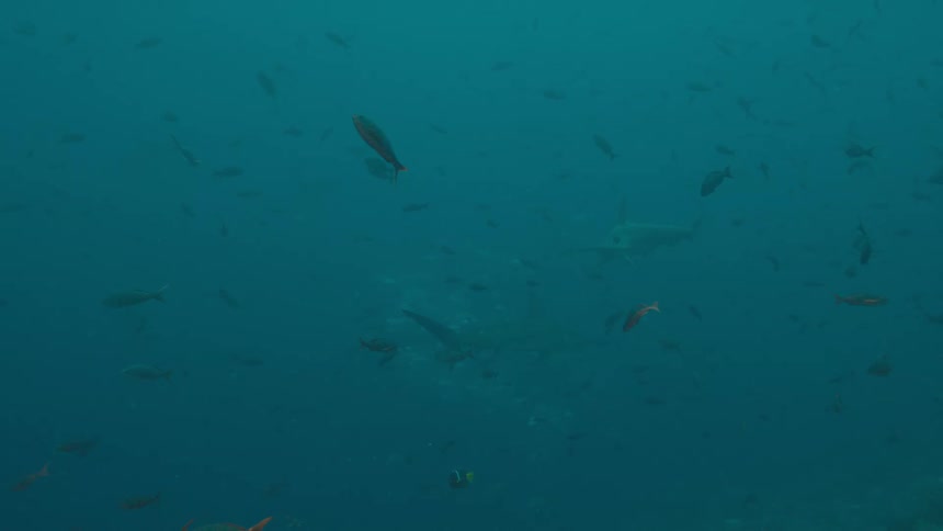 A view of fish and sharks in the ocean