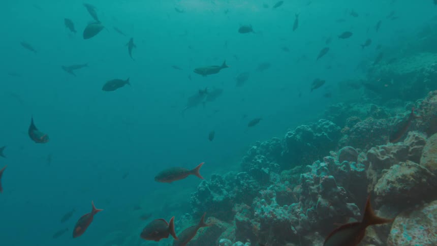 Fish swim near coral reef through murky blue water