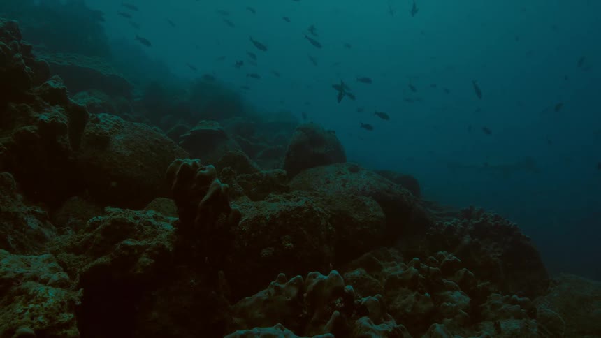 Under water footage of fish swimming in the ocean