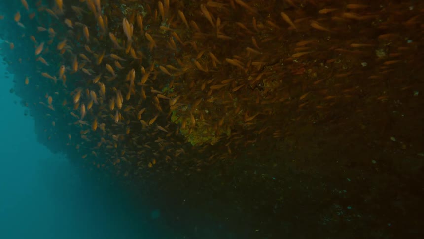 Fish are swimming under water near a coral reef