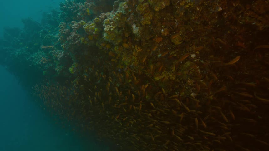 Small fishes swimming under the rock ledge covered in coral underwater