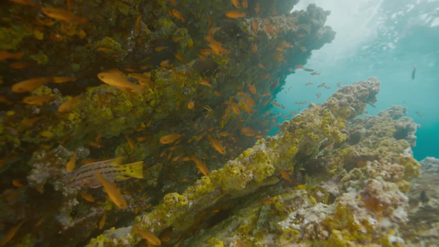 Fishes swimming over a coral reef on the clear blue ocean waters