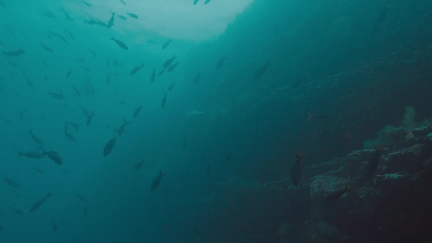 A underwater shot of fish