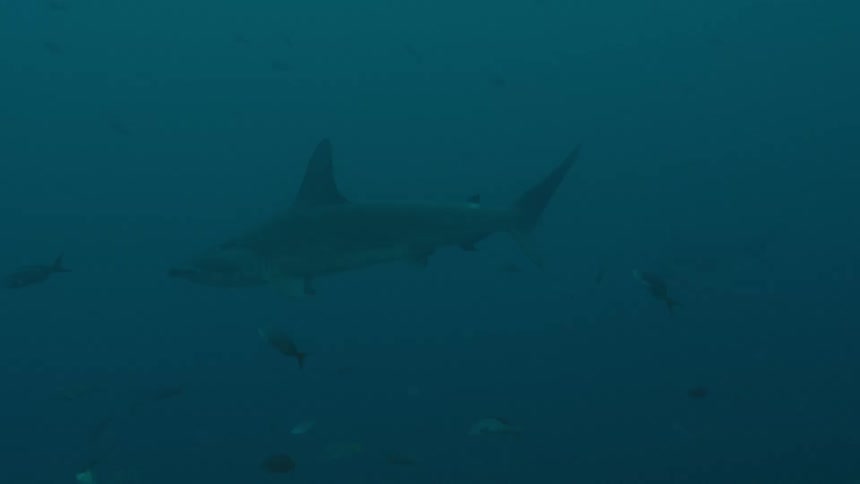 Sharks and fish are swimming in the ocean water