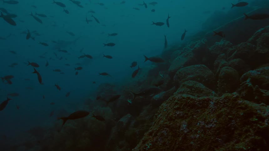 Several small fish swim through cloudy water and hide among the coral