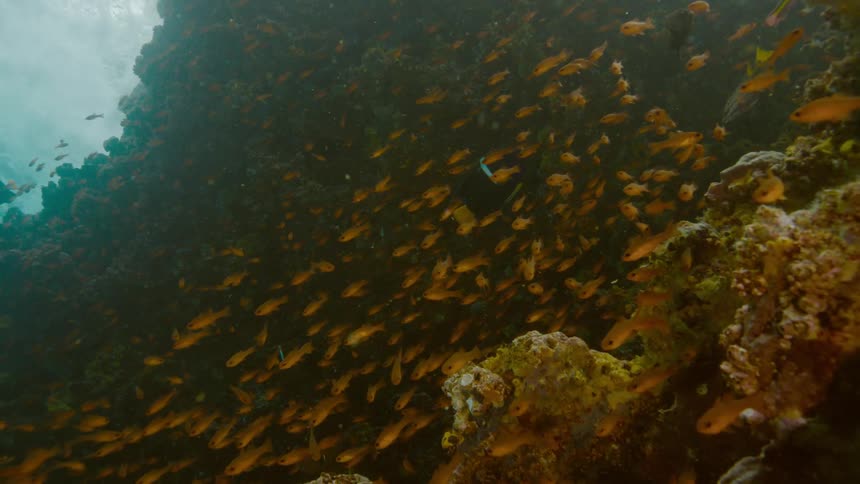 A large school of orange fish swim next to a coral reef in a shallow area of an ocean