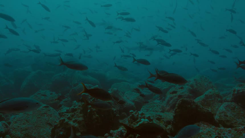 Underwater is filled with traveling fish