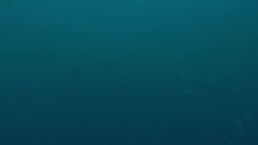 Sharks and fishes swimming underwater in the ocean