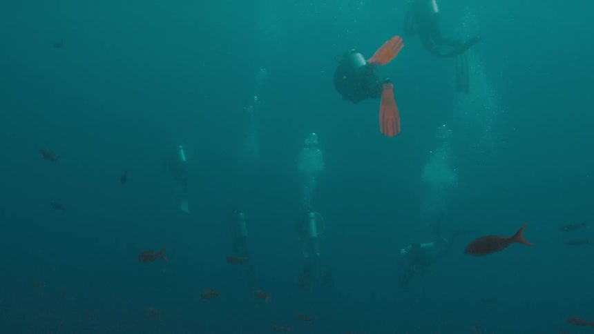 A group of scuba divers swim with the fish underwater