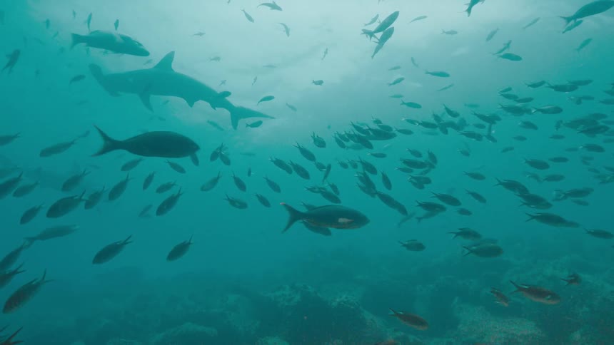 Hammerhead shark swims under light shining from surface through swarms of fish near reef